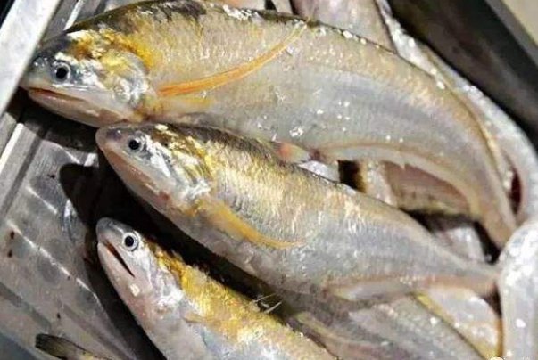 黄河鱽鱼现身黄河口，我们该怎样做，才能保护好动物?