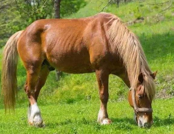 好马不吃回头草下一句