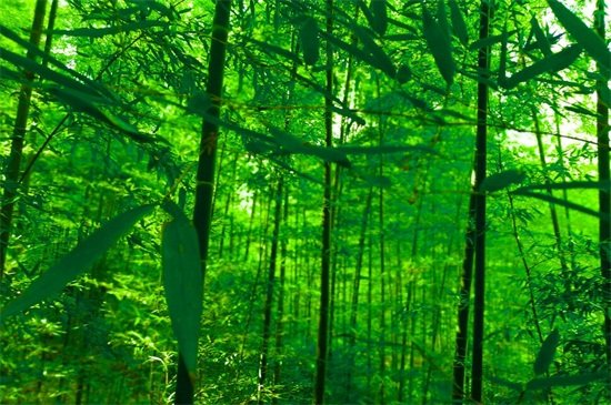 梅兰竹菊的寓意