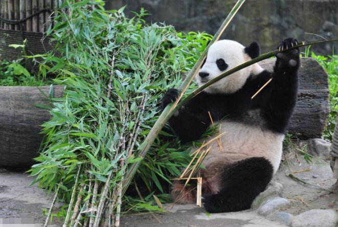 我国珍稀动植物有哪些?