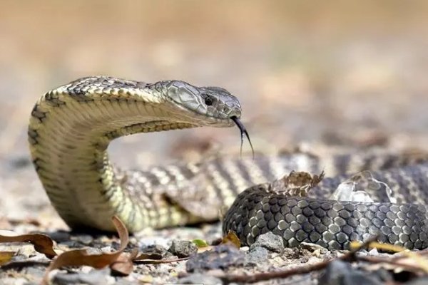 字正腔圆猜一正确生肖