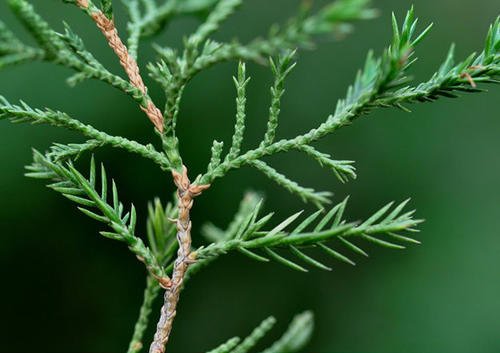 柏树的种类有哪些呢?