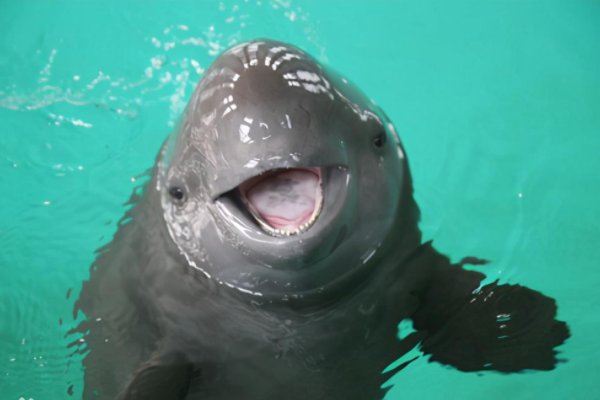 我国珍稀动植物有哪些?