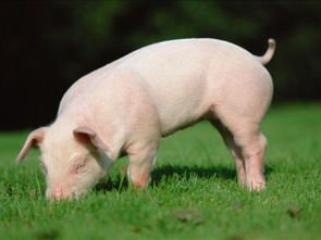 网传业主住宅楼养5头猪，物业方面是如何回应的？住宅楼到底该不该养宠物？