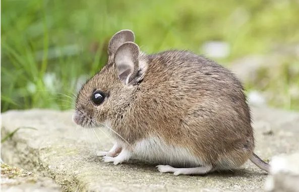 尿滚尿流打一生肖正确答案