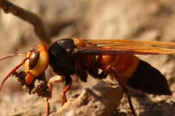 哪些蜜蜂最毒？