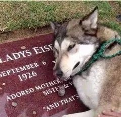 狗狗为去世主人原地等待5年 这是啥情况？