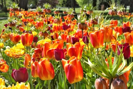 每一朵什么，都像什么，什么