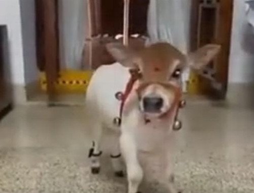 印度微型牛濒临灭绝，这是什么原因导致的？