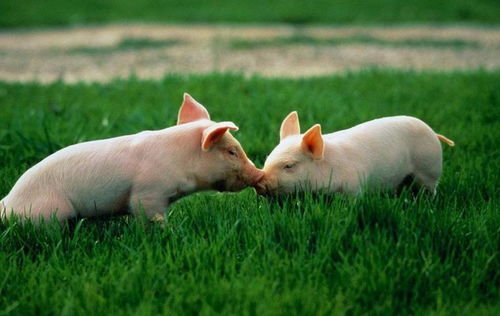 网传业主住宅楼养5头猪，物业方面是如何回应的？住宅楼到底该不该养宠物？