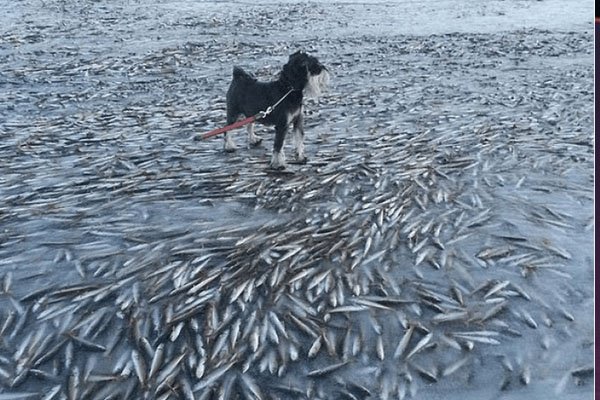 俄罗斯数千条鱼冻在冰层中，它们为何会被冻在里面？