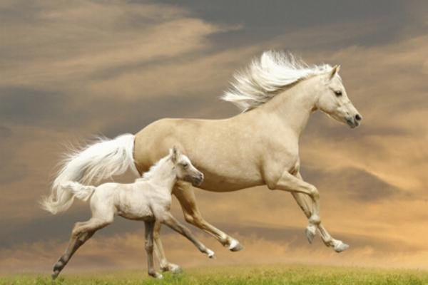 风华浊世是什么生肖