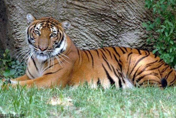 色艺双绝打一个生肖动物