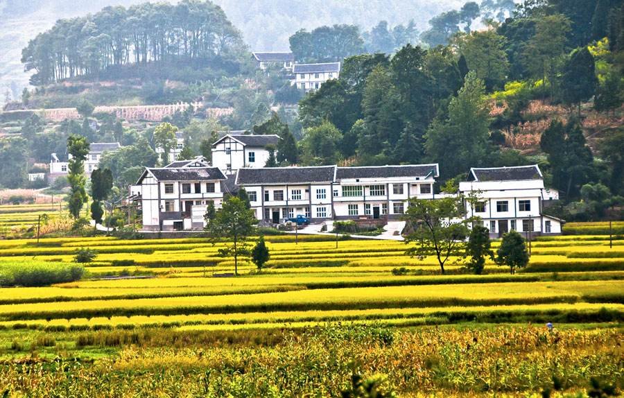 四川1家3口农作时被毒蜂蛰死，究竟是怎么回事？