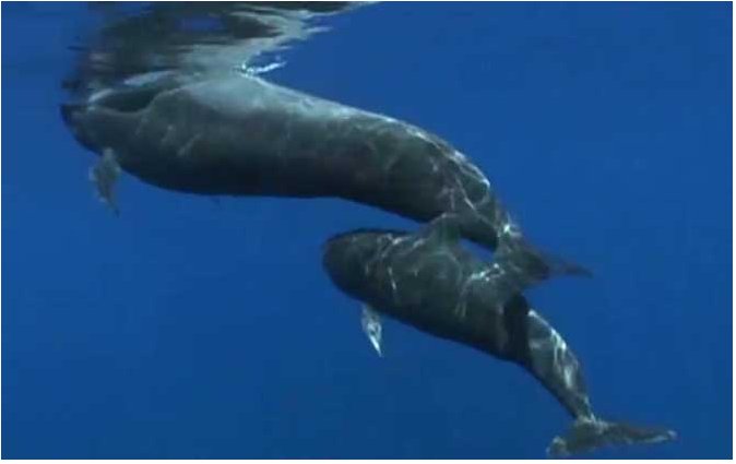 领航鲸之所以能领航什么