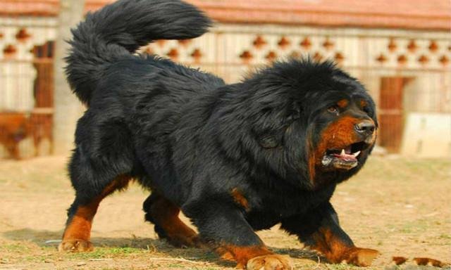 重庆男童被恶狗咬死,其父接受55万和解,背后有着怎样的隐情?