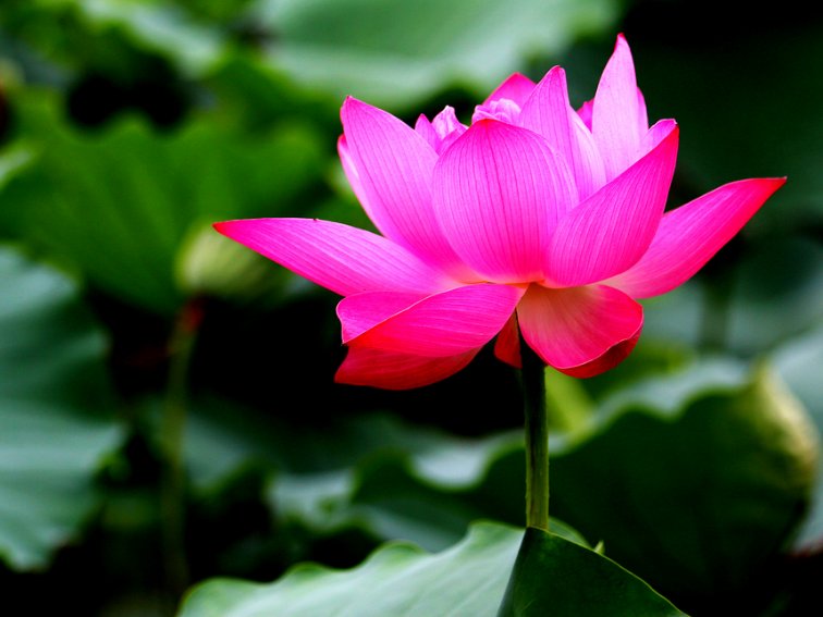 出水芙蓉打一花卉名