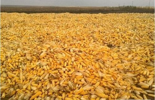 被曝问题后禁止带手机进库区，中储粮是如何回应的？