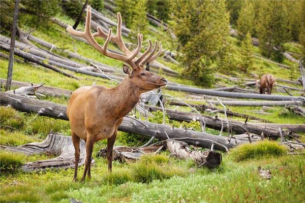 黄河鱽鱼现身黄河口,我们该怎样做,才能保护好动物?