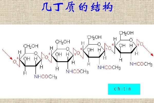 什么是几丁质?
