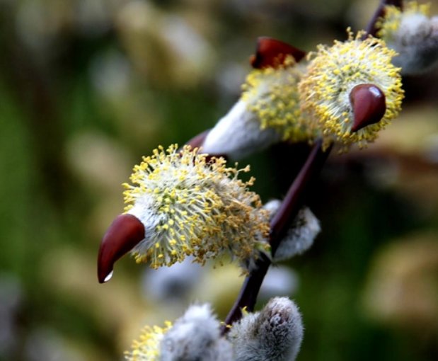 银柳是假花还是真花？