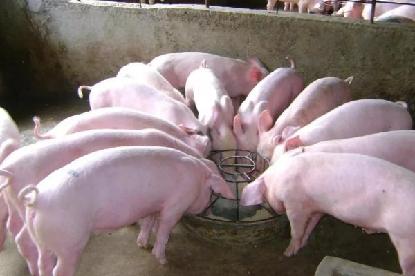 300头猪集体中暑消防浇水续命，除此之外还有哪些降温的方法？