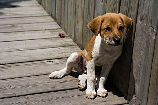 印度弃婴在小狗的依偎中存活,它们是如何照顾人类幼崽的?