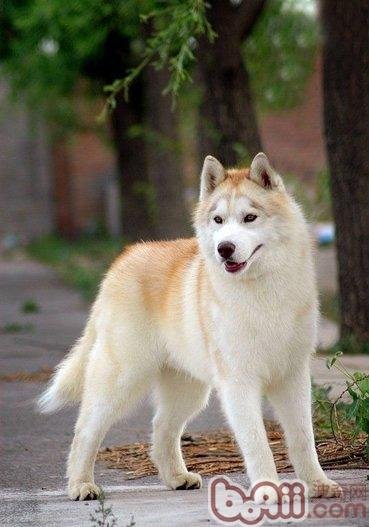 哈士奇是什么品种？