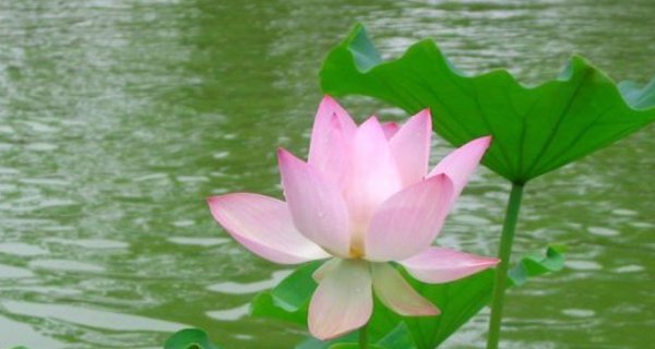 急!!出淤泥而不染的名人有谁,还有什么事迹