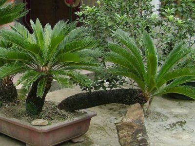 最小的铁树是什么品种