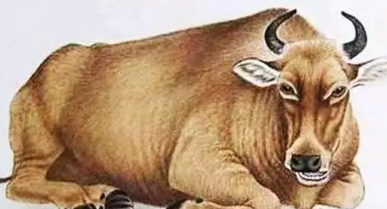 轻轻松松显露一手打一生肖