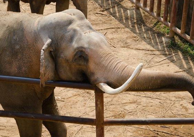 专家揭秘南宁动物园“不正经动物”：属于应激反应，什么导致了应激反应？