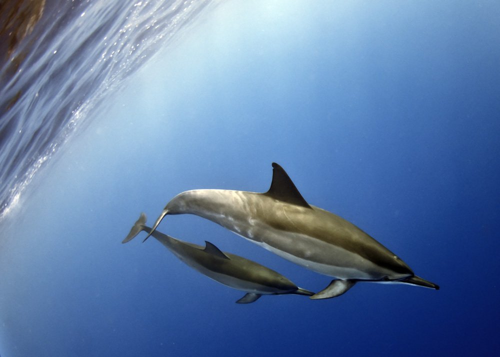 9头搁浅瓜头鲸已被救起暂养场地,为何不放归大海?