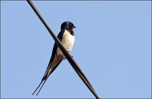 小燕子右手左手数字简谱