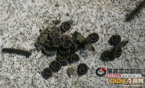 中南民族大学南湖虫子论坛的活动介绍