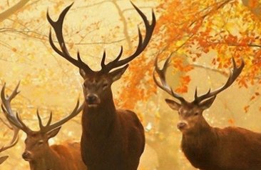 麋鹿回归中国35周年，麋鹿在中华文化中象征着什么？