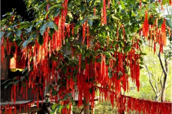 传说孟婆和月老曾是情侣，为何一个牵情丝，另一个断红尘？