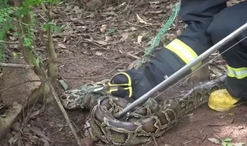 广东一工地碎石堆掉出50多斤重大蟒蛇，这蛇从何而来？