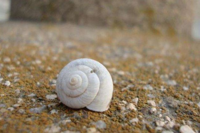 蜗牛如果壳破了会死吗？蜗牛的壳有什么作用呢？