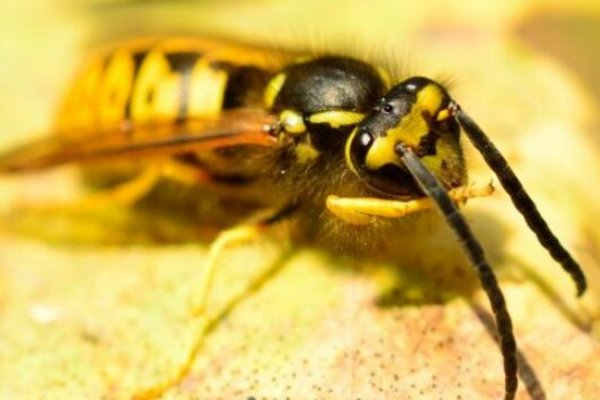 哪些蜜蜂最毒？