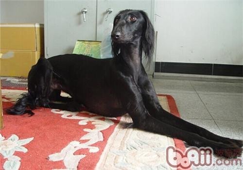 东非猎犬的形态特征有哪些?