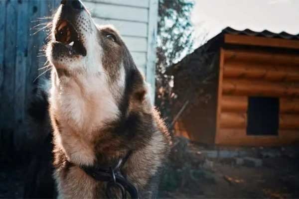 避其锐气代表什么动物?