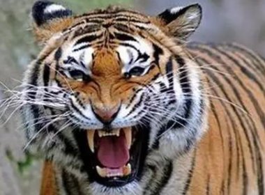 越南村民圈养17只老虎，获救后8只死亡，私下圈养老虎是否涉嫌违法？