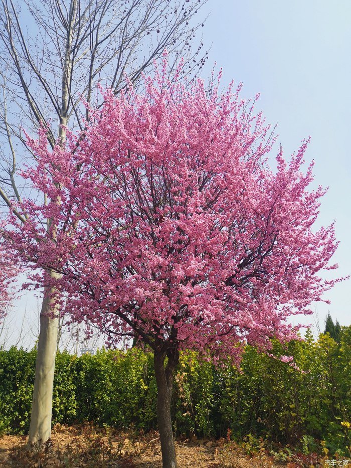 一个朗行者的四年用车感受,记朗行四周岁生日快乐