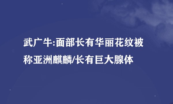 武广牛:面部长有华丽花纹被称亚洲麒麟/长有巨大腺体