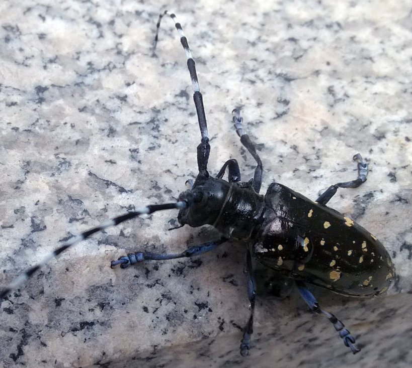 有朋友晓得这是什么虫嘛？