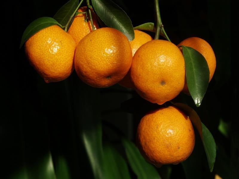 橘生淮南则为橘，生于淮北则为枳意思