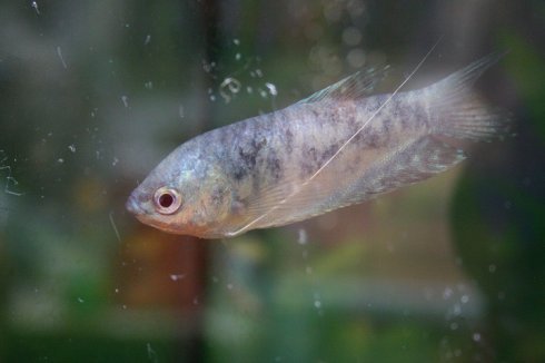 地上跑的鱼的介绍