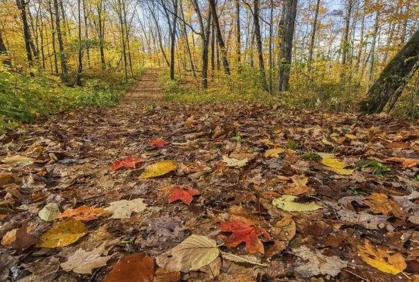 落字造句二年级上册