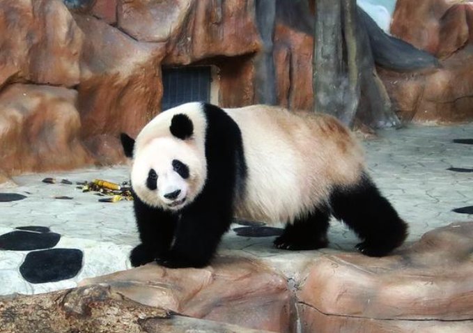 专家揭秘南宁动物园“不正经动物”：属于应激反应，什么导致了应激反应？